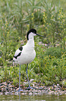 pied avocet