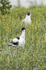 pied avocet