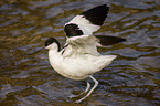 pied avocet