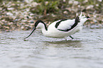 pied avocet