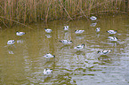 pied avocet