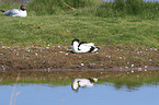 pied avocet