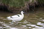 pied avocet