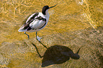 pied avocet