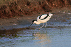 pied avocet