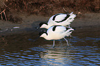 pied avocet