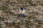 pied avocet