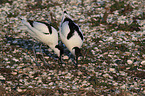 pied avocet