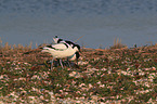 pied avocet