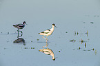 walking Avocets