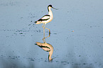 walking Avocet