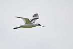 pied avocet