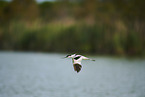 pied avocet