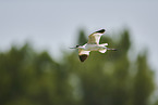 pied avocet