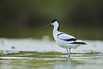 pied avocet