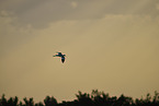 pied avocet