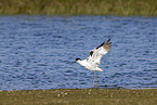 pied avocet