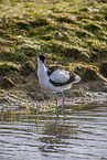 pied avocet