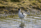 pied avocet