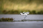avocet