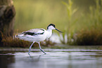 avocet
