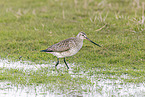 bar-tailed godwit