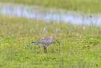 bar-tailed godwit