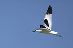 avocet