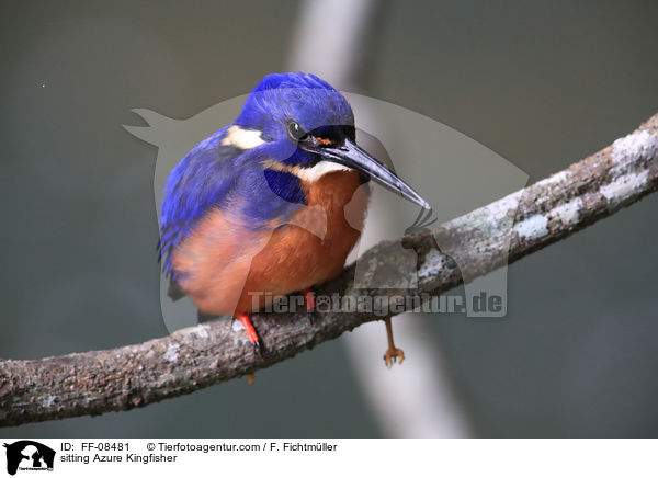 sitzender Azurfischer / sitting Azure Kingfisher / FF-08481