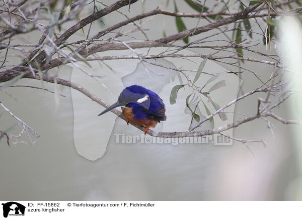 azure kingfisher / FF-15862