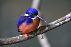 sitting Azure Kingfisher