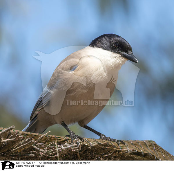 azure-winged magpie / HB-02047