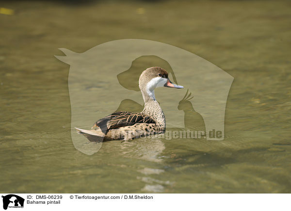 Bahamaente / Bahama pintail / DMS-06239