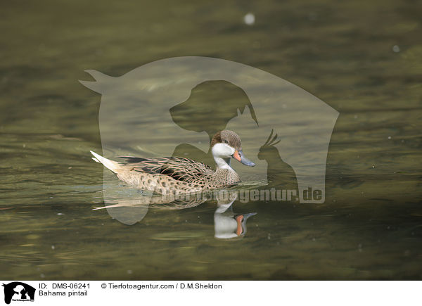 Bahamaente / Bahama pintail / DMS-06241