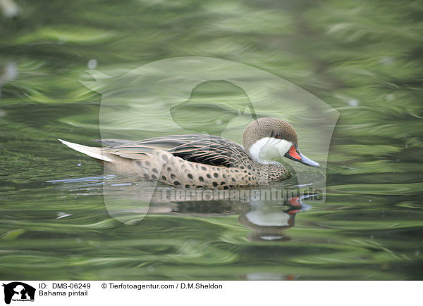 Bahamaente / Bahama pintail / DMS-06249