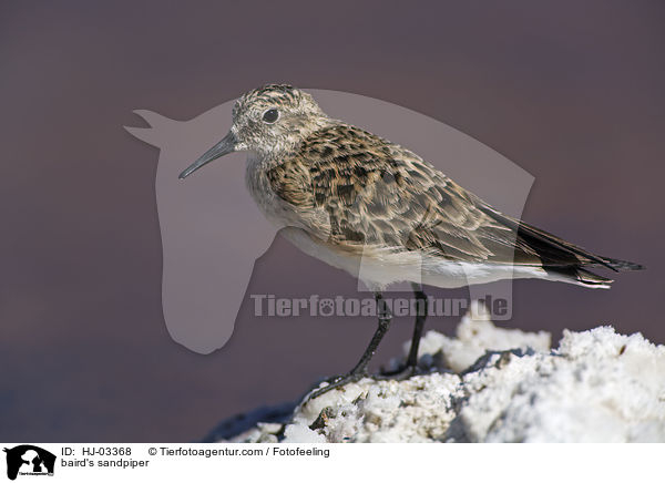 Bairdstrandlufer / baird's sandpiper / HJ-03368