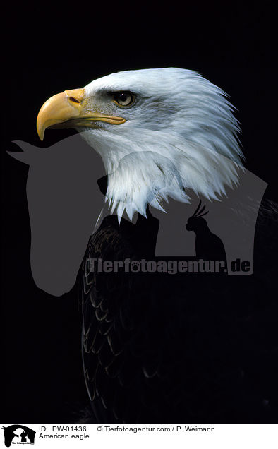 Weikopfseeadler / American eagle / PW-01436