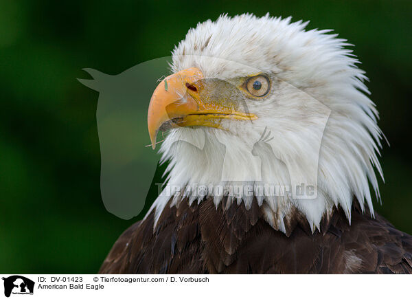 American Bald Eagle / DV-01423