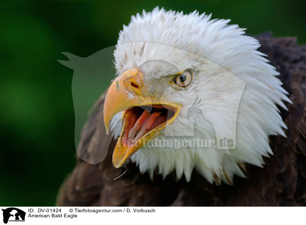 American Bald Eagle / DV-01424