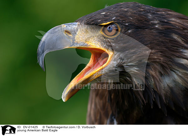 young American Bald Eagle / DV-01425