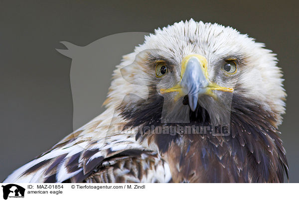 Weikopfseeadler / american eagle / MAZ-01854