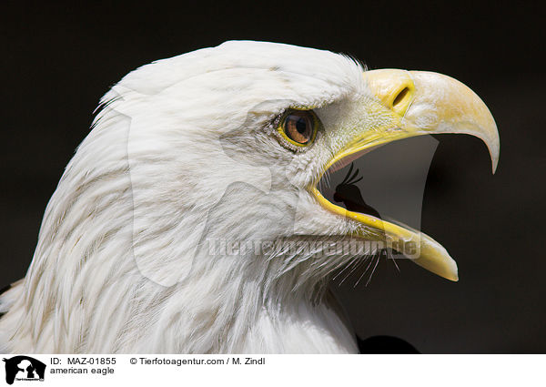 Weikopfseeadler / american eagle / MAZ-01855