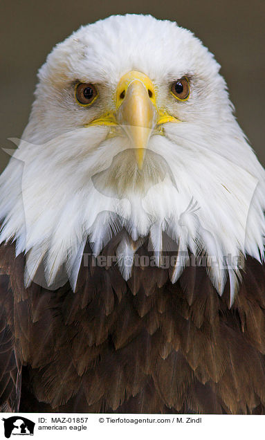 american eagle / MAZ-01857