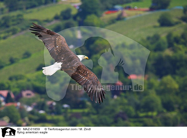 flying american eagle / MAZ-01859