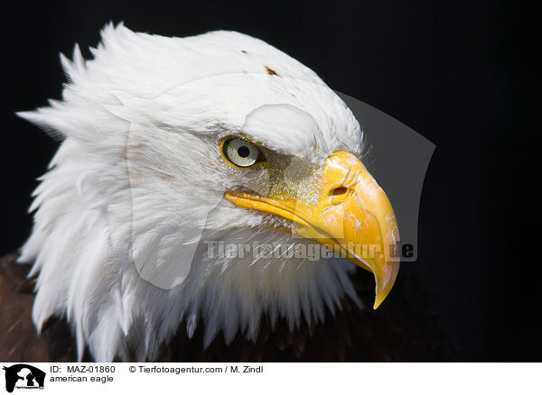 american eagle / MAZ-01860