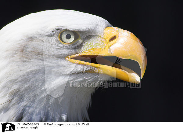 Weikopfseeadler / american eagle / MAZ-01863