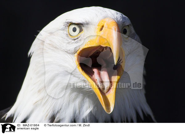 Weikopfseeadler / american eagle / MAZ-01864