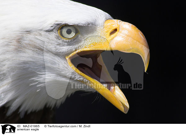 Weikopfseeadler / american eagle / MAZ-01865