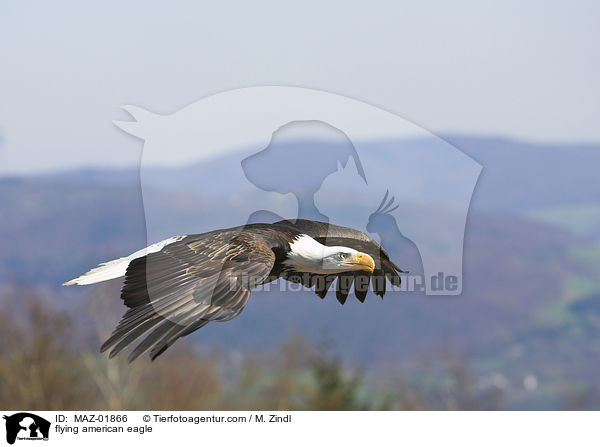 fliegender Weikopfseeadler / flying american eagle / MAZ-01866