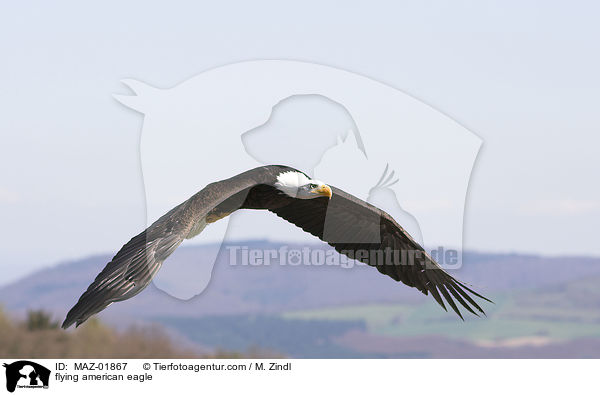fliegender Weikopfseeadler / flying american eagle / MAZ-01867
